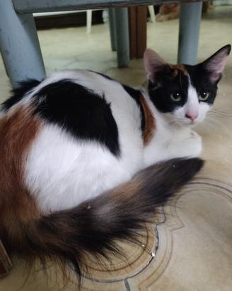 Ivy gatta 5 mesi