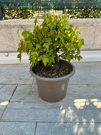 Pre bonsai acero tridente