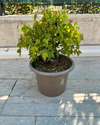 Pre bonsai acero tridente