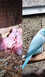 Pulli parrocchetto dal collare