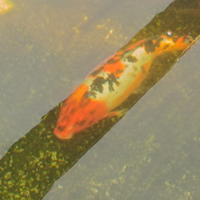 Koi femmina 5 anni 40cm