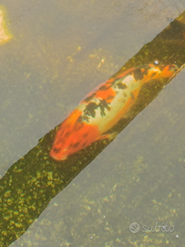 Koi femmina 5 anni 40cm