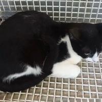 Maschio - 1 anno circa