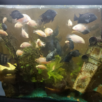 Pesci tropicali acquario acqua dolce