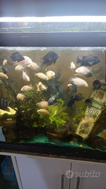 Pesci tropicali acquario acqua dolce