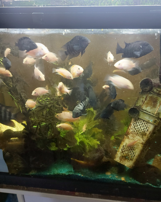 Pesci tropicali acquario acqua dolce