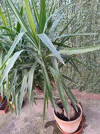 pianta Dracaena 