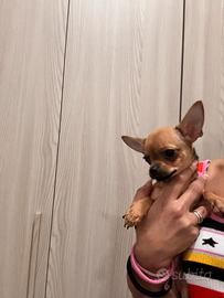 Chihuahua