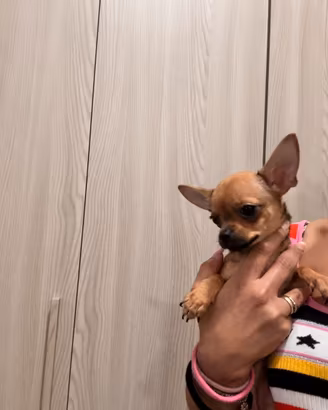 Chihuahua