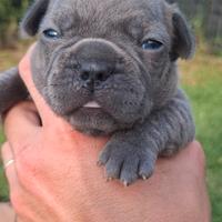 Bull dog francese