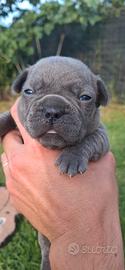Bull dog francese