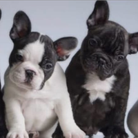Bulldog francese cuccioli