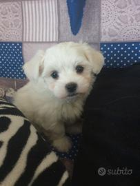 Maltese Cucciolo