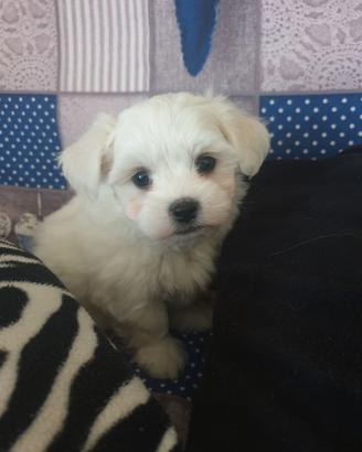 Maltese Cucciolo