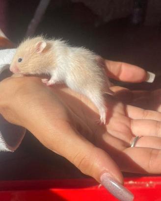 cuccioli criceto 