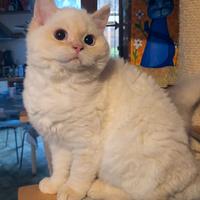 Cucciola Selkirk rex a pelo corto