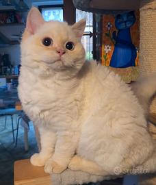 Cucciola Selkirk rex a pelo corto