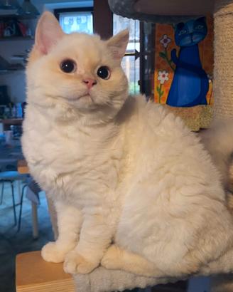 Cucciola Selkirk rex a pelo corto