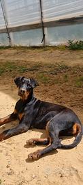 Dobermann pedigree ENCI