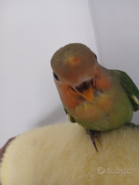 Inseparabile allevato.a mano 60gg