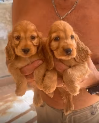 Cocker