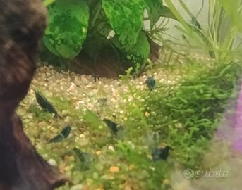 Per Acquario 10 Caridine Green Rili