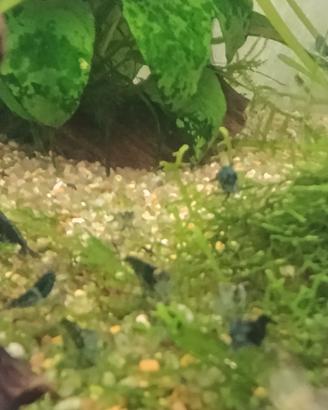 Per Acquario 10 Caridine Green Rili
