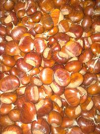 castagne 