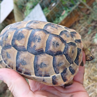 Tartaruga Graeca femmina CITES C