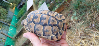 Tartaruga Graeca femmina CITES C