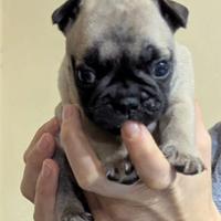 Bulldog francese esotici