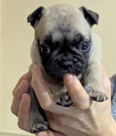 Bulldog francese esotici