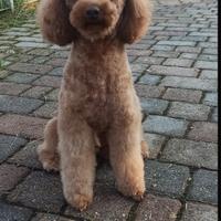 Barboncino nanetto adulto