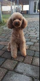 Barboncino nanetto adulto