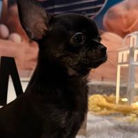 Chihuahua toy femmina zampe tigrate