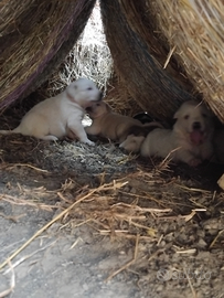 Cuccioli abruzzese