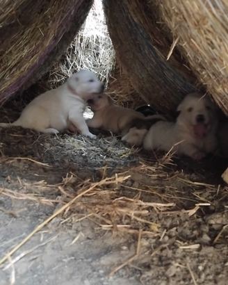 Cuccioli abruzzese
