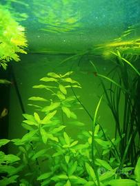 lotto piante acquario 