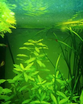 lotto piante acquario 