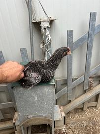 Polli marans