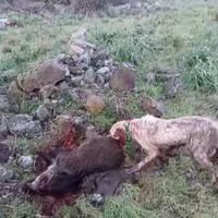 Cani da ferma