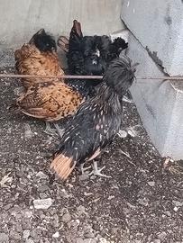 Galline