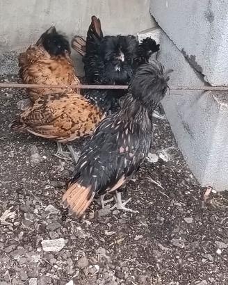 Galline