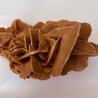 Rosa del deserto