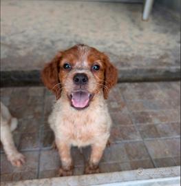 Cuccioli epagneul Breton con pedigree
