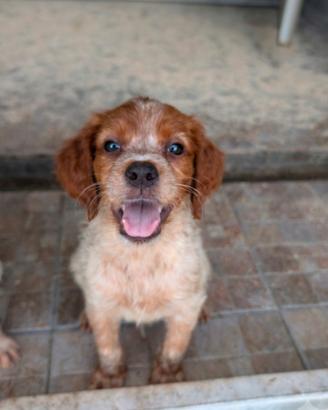 Cuccioli epagneul Breton con pedigree