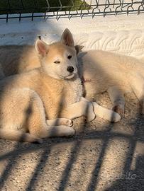 Cuccioli incrocio tra Husky siberiano Akita inu