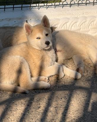 Cuccioli incrocio tra Husky siberiano Akita inu