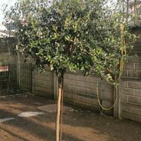 Pianta di ulivo Leccino adulta 