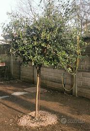 Pianta di ulivo Leccino adulta 